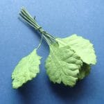 Mulberry Paper Medium Leaves - Green