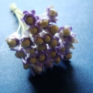 Flower Buds with pollens - Lavendar