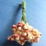Flower Buds with pollens - Maroon and Light Brown
