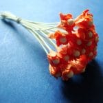 Flower Buds with pollens - Orange
