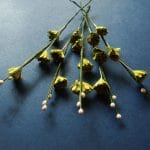 Stem with Flowers - Green