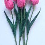Tulips - Pink