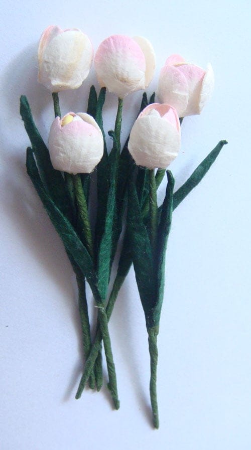 Tulips - White with Pink tips CAMR 159 Tulips - White with Pink tips