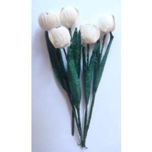 Tulips - White with Blue tips