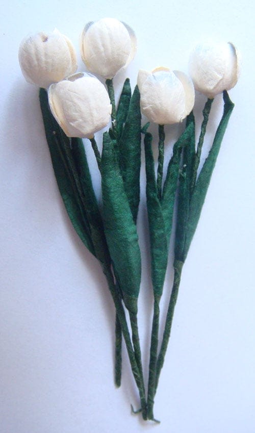 Tulips - White with Blue tips CAMR 162 Tulips - White with Blue tips