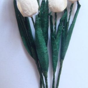 Tulips - White with Blue tips