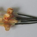 A Stem of Flowers with stamens - Orange