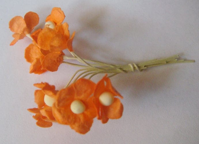 Periwinkles - Orange CAMR214 1 CAMR214_1