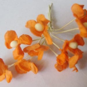 Periwinkles - Orange