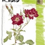 Leonardo Collection - Roses