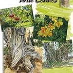 Leonardo Collection -  Cartoons Trees