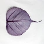 Mulberry Paper Leaves (Extra Large) - Purple  (Pack of 5 leaves)
