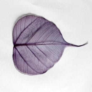 Mulberry Paper Leaves (Extra Large) - Purple (Pack of 5 leaves)