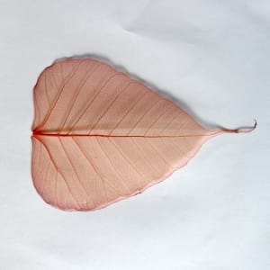 Mulberry Paper Leaves (Extra Large) - Orange (Pack of 5 leaves)