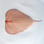 Mulberry Paper Leaves (Extra Large) - Orange (Pack of 5 leaves)