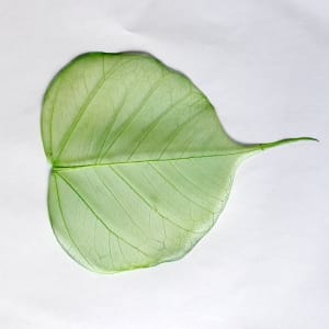 Mulberry Paper Leaves (Extra Large) - Green (Pack of 5 leaves)