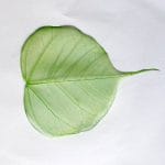 Mulberry Paper Leaves (Extra Large) - Green (Pack of 5 leaves)