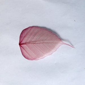 Mulberry Paper Leaves (Large) - Maroon (Pack of 10 leaves)
