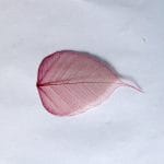 Mulberry Paper Leaves (Large) - Maroon  (Pack of 10 leaves)