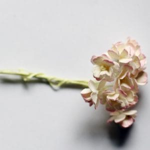 Periwinkles Flowers - White and Pink (Pack of 10 flowers)