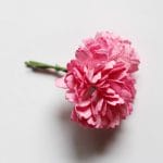 Carnation Flowers - Pink