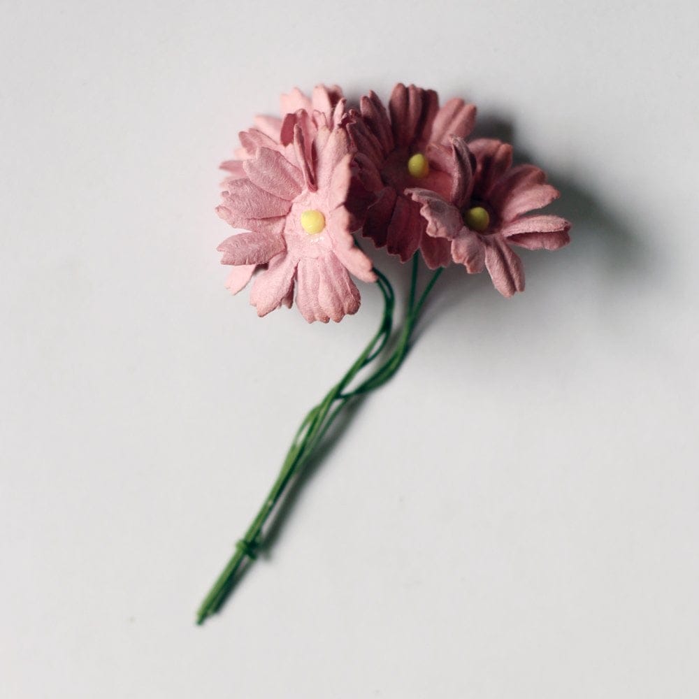 Daisies - Wine camr274 Daisies - Wine