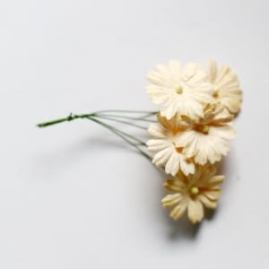 Daisies - Cream