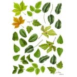 JAGS A4 Sospeso Sheet - Floral Design 12