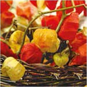 A pack of 13 by 13 inch Decpoupage Napkin Paper (SDL089600) - Set of 20 pcs