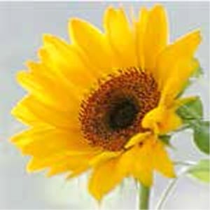 A pack of 13 by 13 inch Decoupage Napkin Paper (SDL440000) - Set of 20 pcs