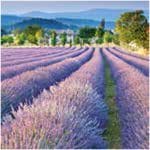 A pack of 13 by 13 inch Decpoupage Napkin Paper (SDL849000) - Set of 5 pcs