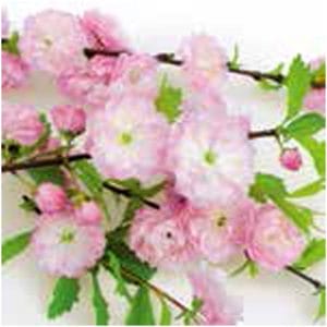 A pack of 13 by 13 inch Decpoupage Napkin Paper (SDL863000) - Set of 20 pcs