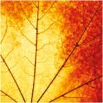 A pack of 13 by 13 inch Decpoupage Napkin Paper (SDL889400) - Set of 20 pcs