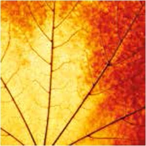 A pack of 13 by 13 inch Decpoupage Napkin Paper (SDL889400) - Set of 20 pcs