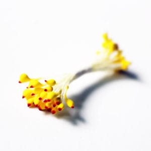 Pollens - Yellow with Red tips
