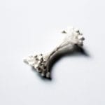 Pollens - White CAMR312