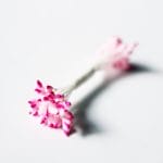 Pollens - LIght pink with dark Pink tips