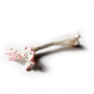 Pollens - White with pink tips