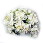 Mulberry flowers with pollens (Small) - White (Pack of 10 flowers)