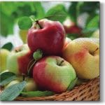 A pack of 12 by 12 inch Decoupage Napkins(5 pcs)  - Apples