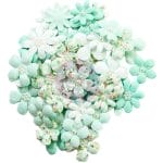 Prima Havana Mulberry Paper Flowers 48/Pkg