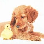 A pack of 12 by 12 inch German Decoupage Napkins ( 5 pcs )  - Best Friends Forever