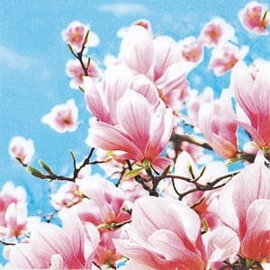 A pack of 12 by 12 inch German Decoupage Napkins ( 5 pcs ) - Blooming Magnolias