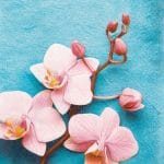 A pack of 12 by 12 inch German Decoupage Napkins ( 5 pcs )  - Rose Orchid