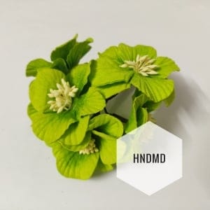 Large Mulberry Flowers - Light Green (Pack of 10) (CAMR400)