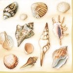 German Decoupage Napkins (5 pcs)  - Shells