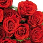 German Decoupage Napkins (5 pcs)  - Red Roses