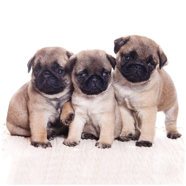 German Decoupage Napkins (5 pcs) - Pug Dogs