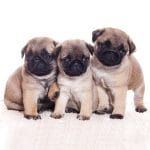 German Decoupage Napkins (5 pcs)  - Pug Dogs