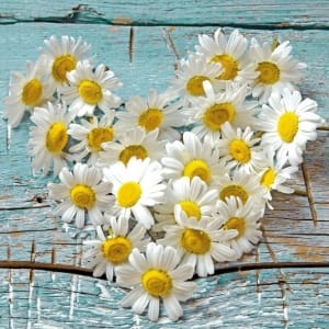German Decoupage Napkins (5 pcs) - Heart of Daisies